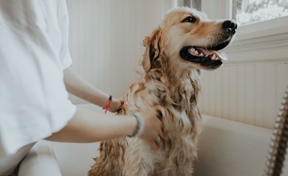 Finding the right pet insurance plan.